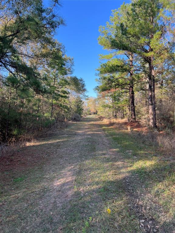 26659 Cardinal Lane, Hempstead, Texas image 3