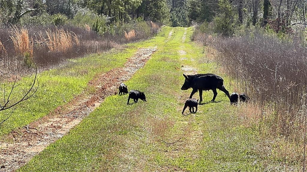 TBD Billy Ray Rd, Marshall, Texas image 5