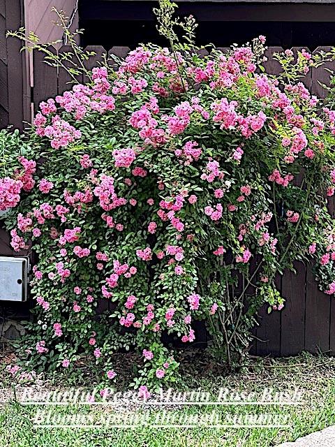 200 Fountain Lake Unit 125 Lk, Livingston, Texas image 32