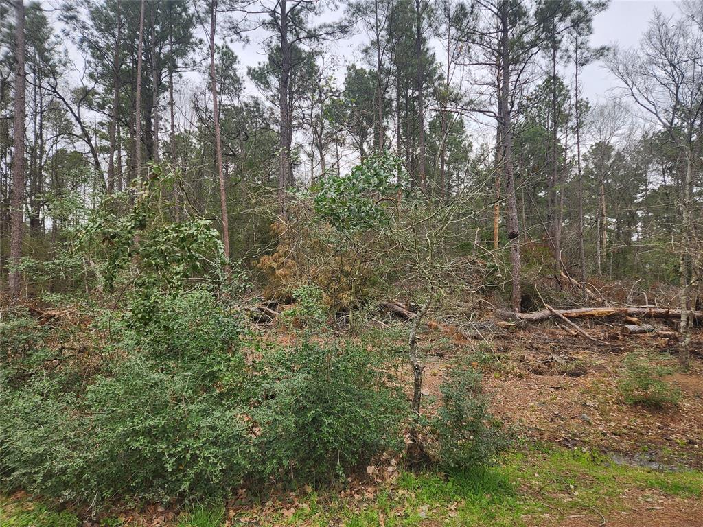 Lot 28 Honey Locust Lane, Plantersville, Texas image 14