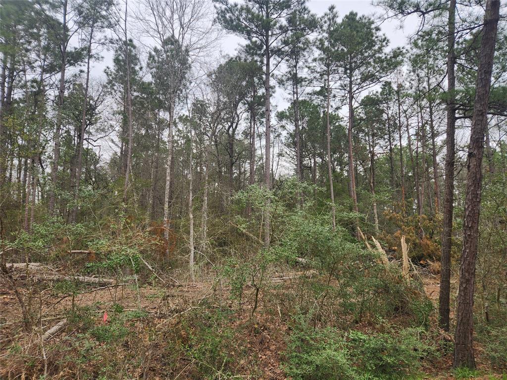 Lot 28 Honey Locust Lane, Plantersville, Texas image 10