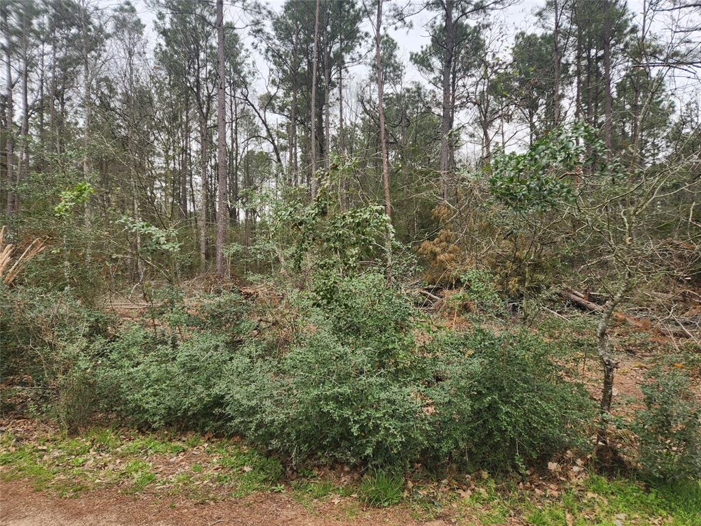 Lot 28 Honey Locust Lane, Plantersville, Texas image 15