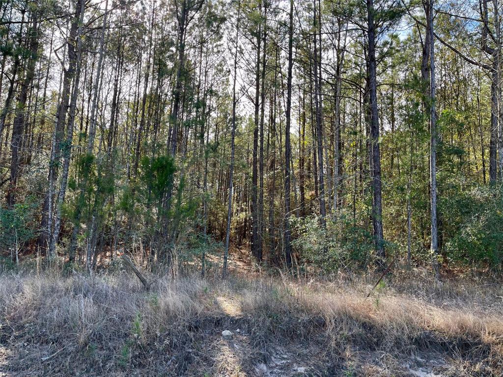 6 +/- Acs Cr 3400, Colmesneil, Texas image 10
