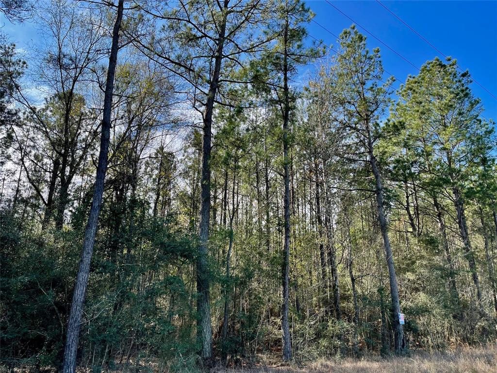 6 +/- Acs Cr 3400, Colmesneil, Texas image 6