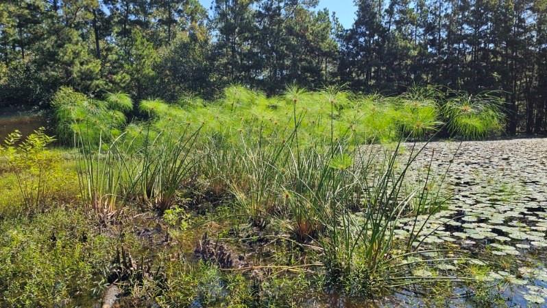 30569 Lake Rd Rd, Waller, Texas image 39