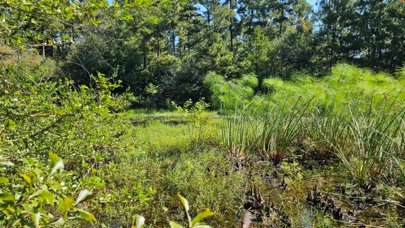 30569 Lake Rd Rd, Waller, Texas image 6