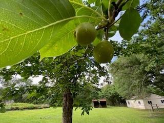 27604 Joseph Road, Hockley, Texas image 11