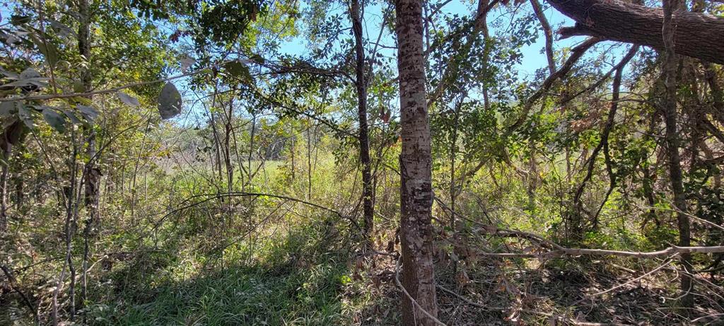 Fm 2540, Van Vleck, Texas image 9