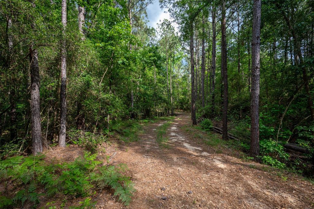 430 Private Rd 7766, Colmesneil, Texas image 1