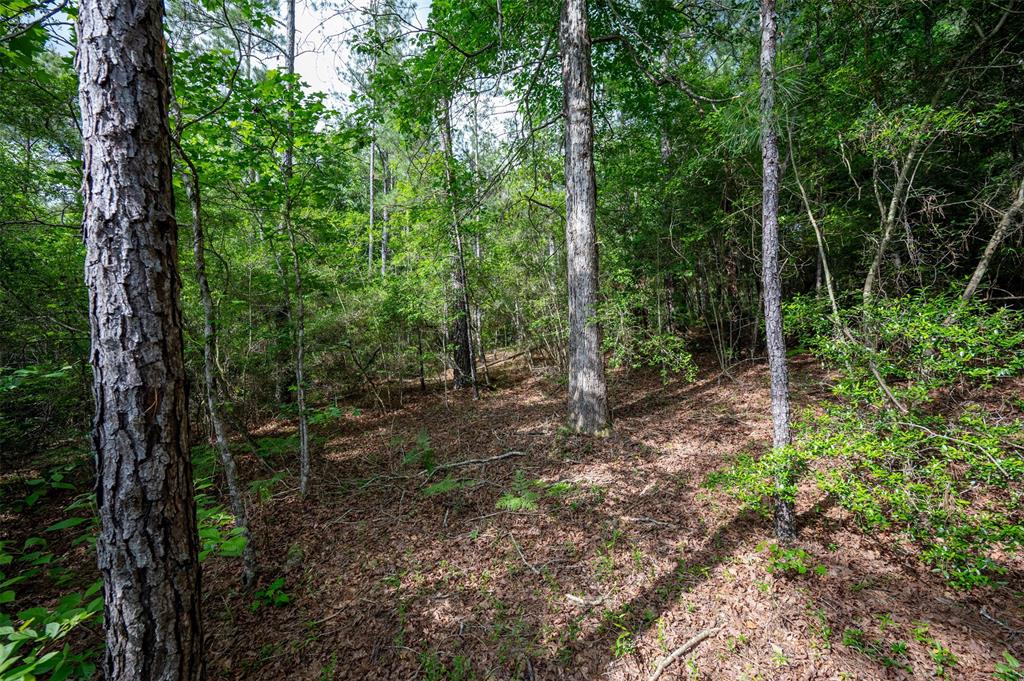 430 Private Rd 7766, Colmesneil, Texas image 9