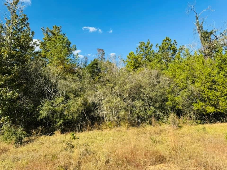 TBD Lakeland Loop Lot 82, Hillister, Texas image 7