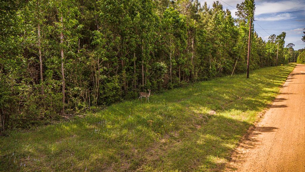 TBD Menard Chapel Road, Livingston, Texas image 10