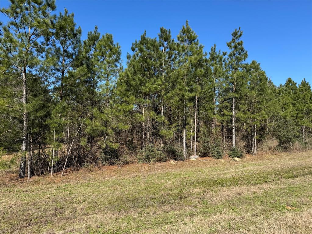 15999 Wood Grove Way, Willis, Texas image 8