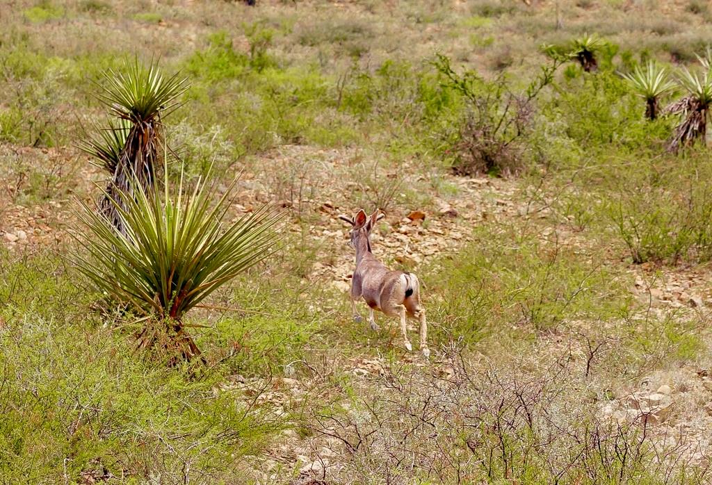 TBD Tesnus, Marathon, Texas image 21