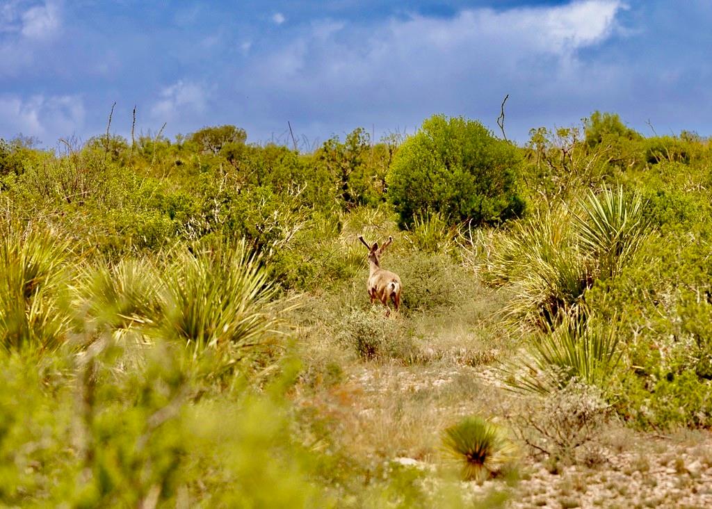 TBD Tesnus, Marathon, Texas image 17