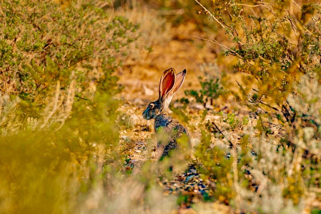 TBD Tesnus, Marathon, Texas image 19