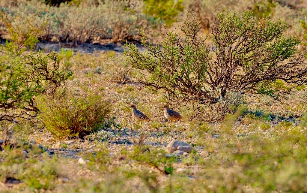 TBD Tesnus, Marathon, Texas image 16