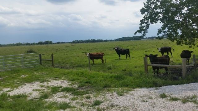 11.89 County Road 341, Angleton, Texas image 4