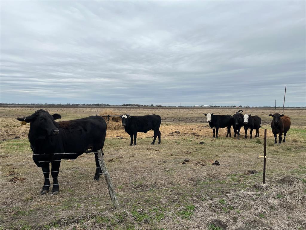 13315 Zamanek Road, Needville, Texas image 16