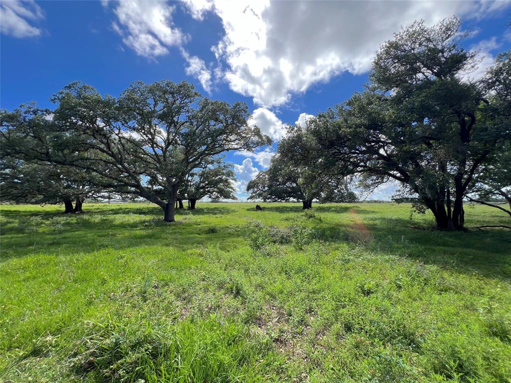 Hwy 36, West Columbia, Texas image 40