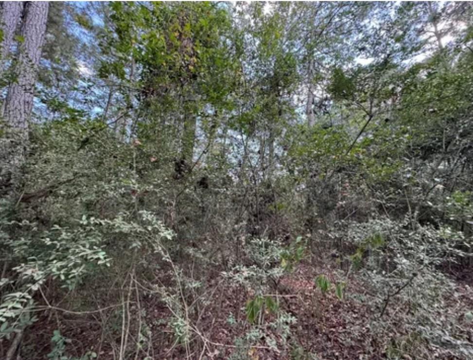 128 Winding Creek Drive, Trinity, Texas image 4