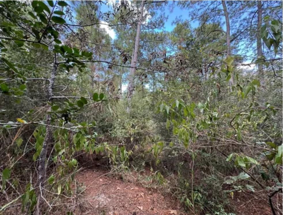 128 Winding Creek Drive, Trinity, Texas image 6