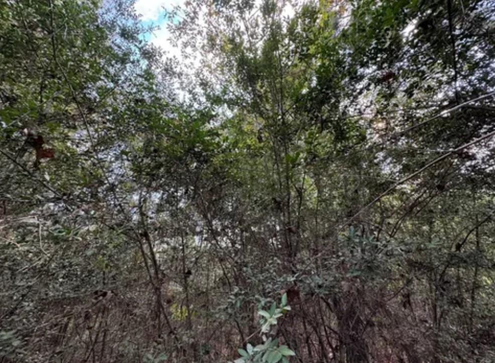 128 Winding Creek Drive, Trinity, Texas image 5