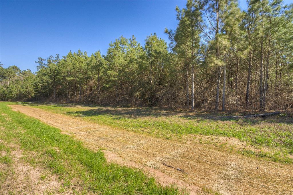 15675 Ridge Rock Road, Willis, Texas image 6