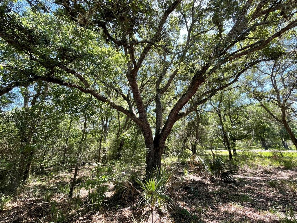 Tract 5 Sandy Creek Rd, Garwood, Texas image 4