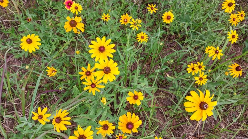 1 Nursery Road, Livingston, Texas image 16