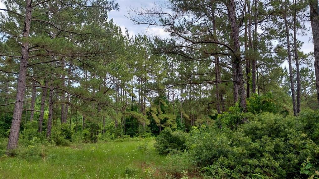 1 Nursery Road, Livingston, Texas image 7