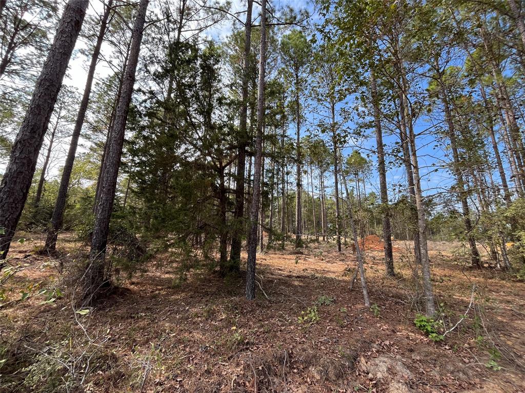 11333 Annie Creek Drive Dr, Willis, Texas image 2