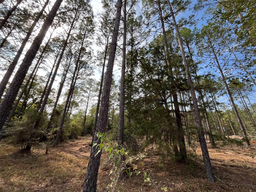 11333 Annie Creek Drive Dr, Willis, Texas image 4