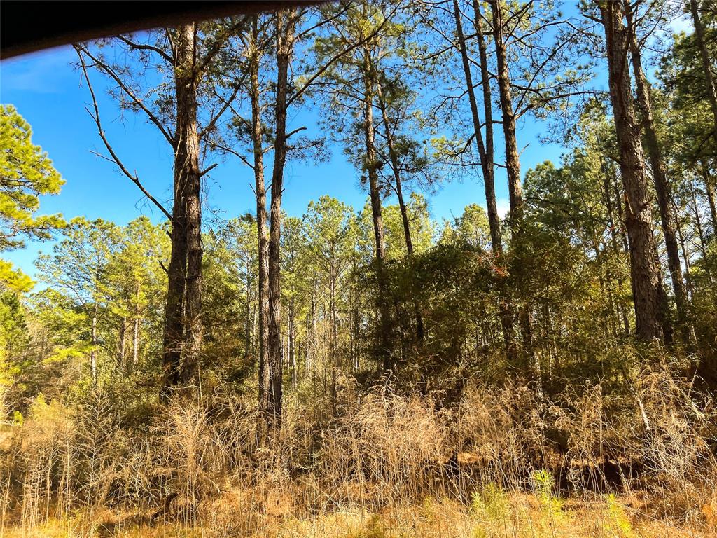 0000 Union Springs Rd, Corrigan, Texas image 12