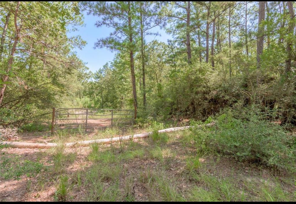 259 E Forest Oaks Drive, Trinity, Texas image 4