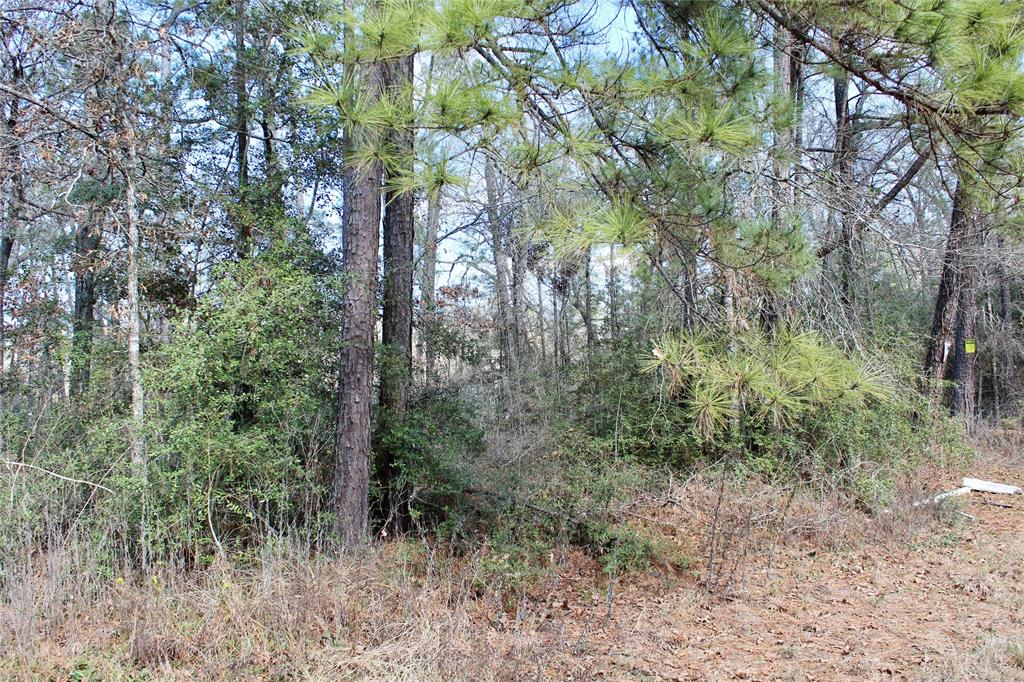 567 Windwood Drive, Livingston, Texas image 5