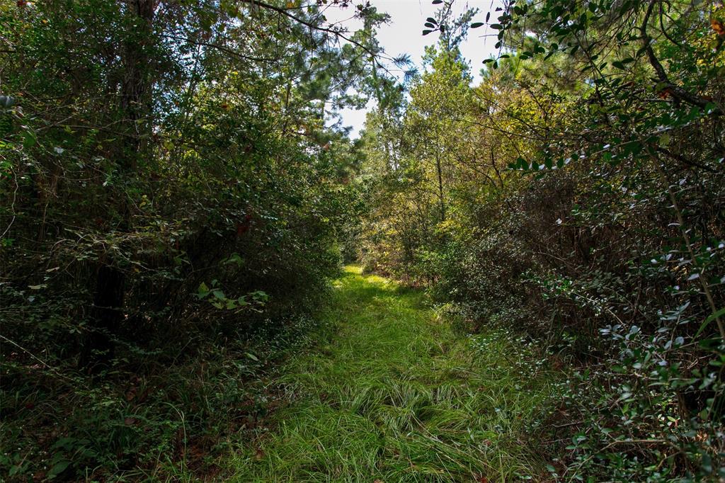 TBD County Road 209, Plantersville, Texas image 10