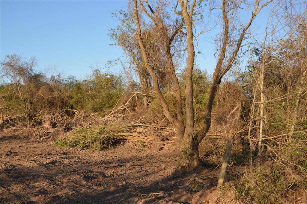 Jasmine Street, Fresno, Texas image 16