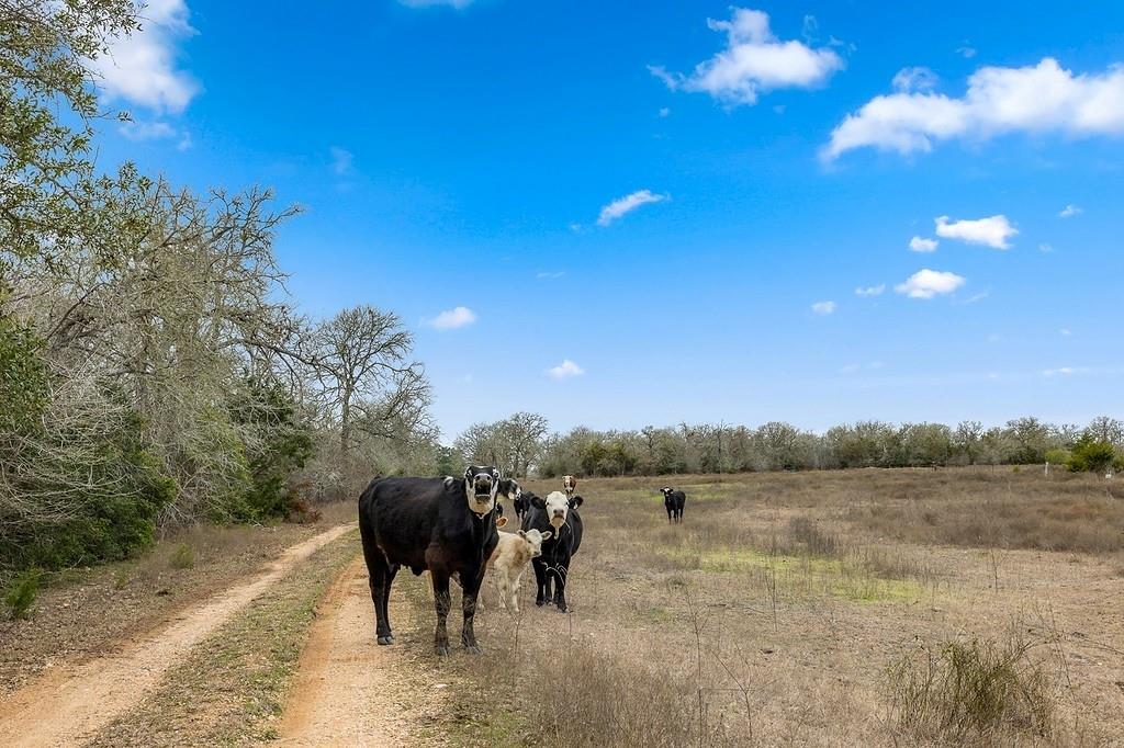 8345 Fm-2145, Ledbetter, Texas image 22