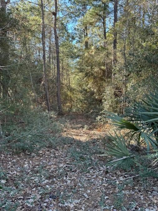 10-22-16 Lonestar Rd Road, Huntsville, Texas image 3