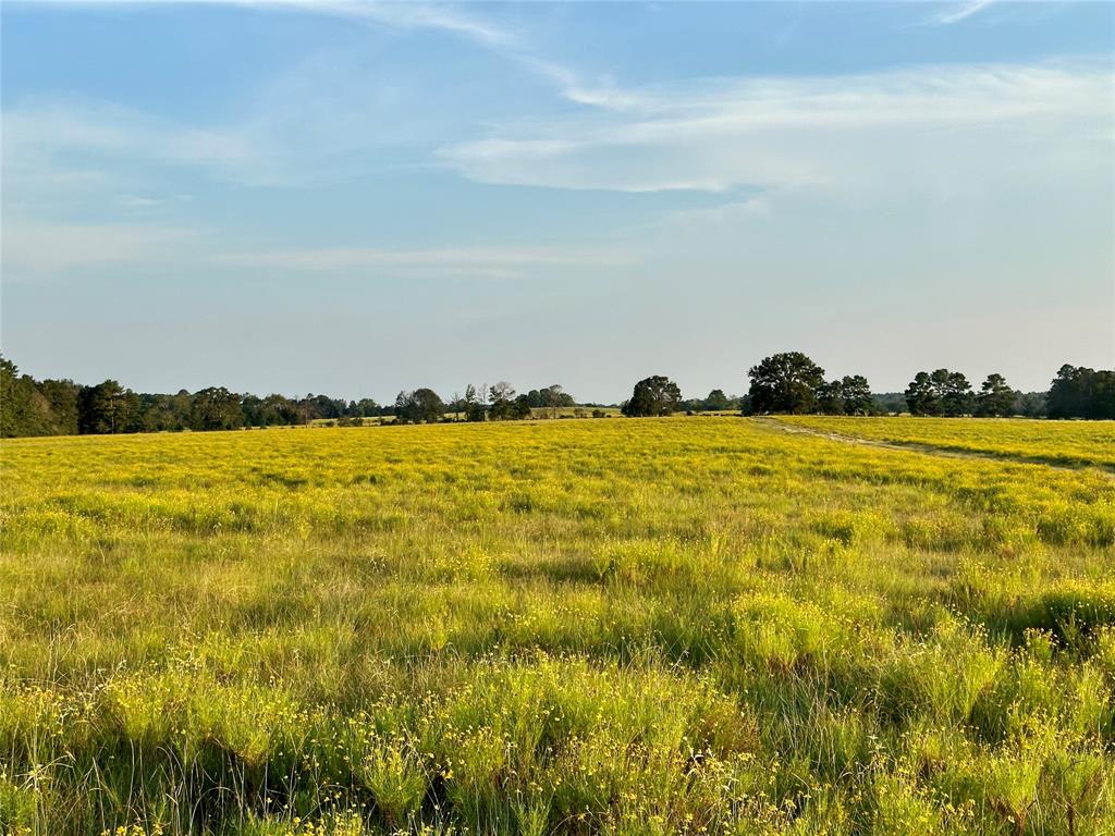 TBD Fm-350 N, Moscow, Texas image 4