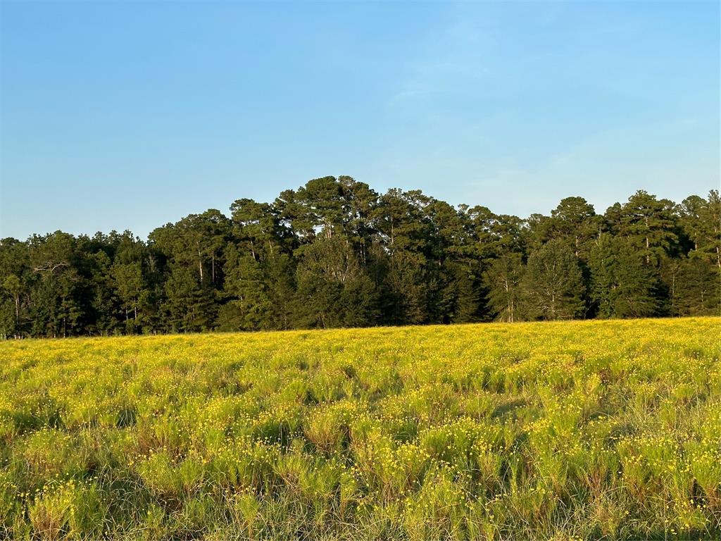 TBD Fm-350 N, Moscow, Texas image 6