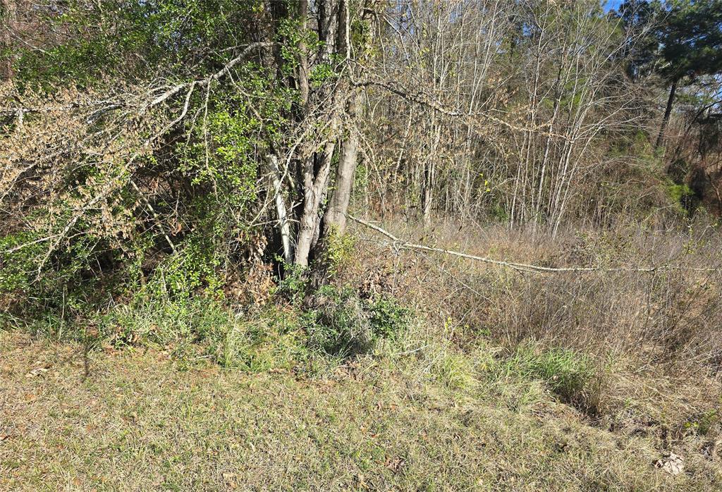 Plum Tree Circle, Livingston, Texas image 3