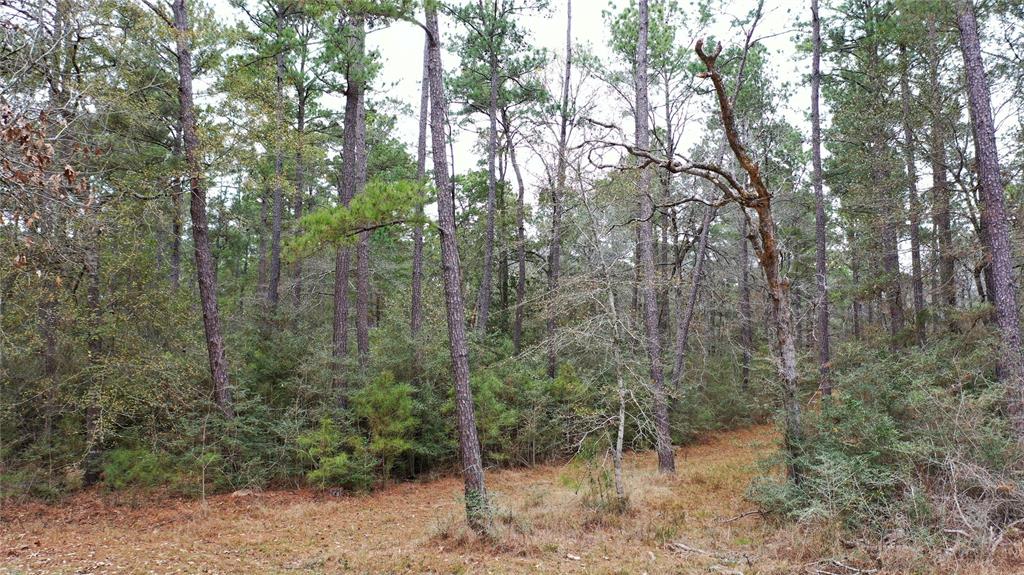 TBD Tract 2 Lone Star Road, Navasota, Texas image 9