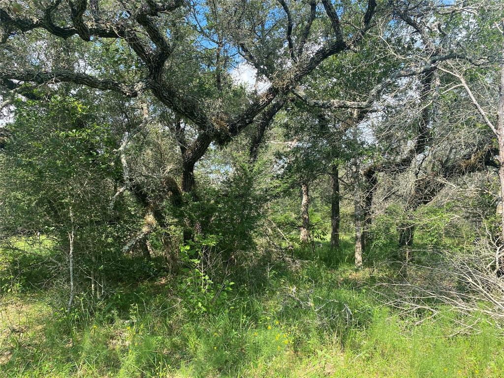 260 Acres Cr 103, Columbus, Texas image 15