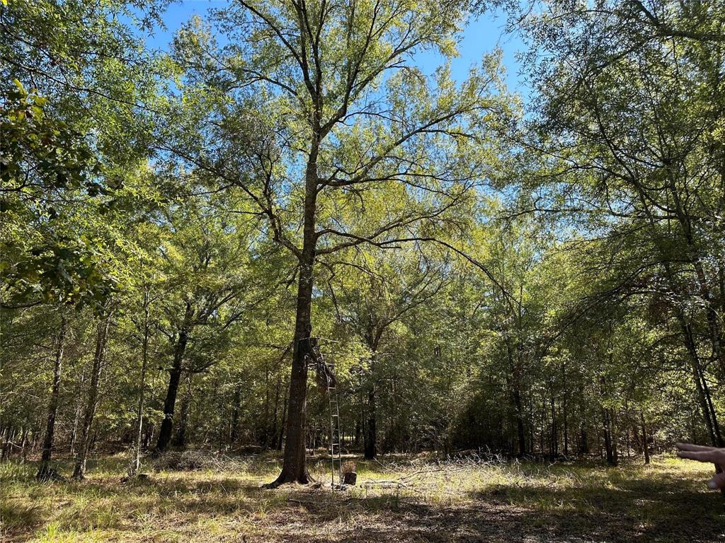 TBD Somerset Trail Road, Point Blank, Texas image 15