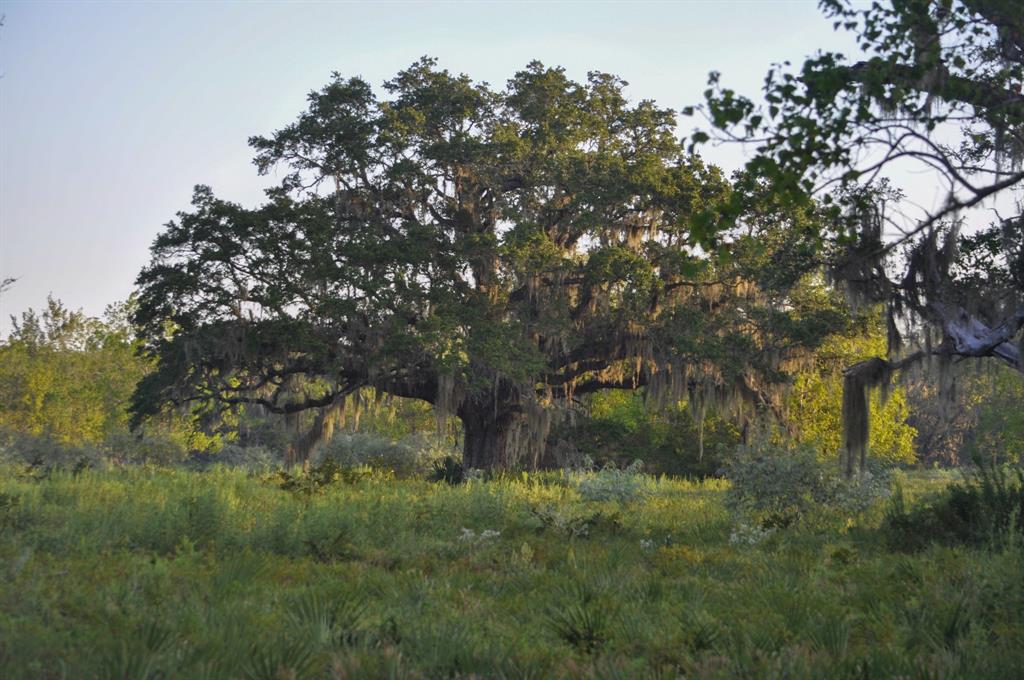 4261 County Road 506, Brazoria, Texas image 24