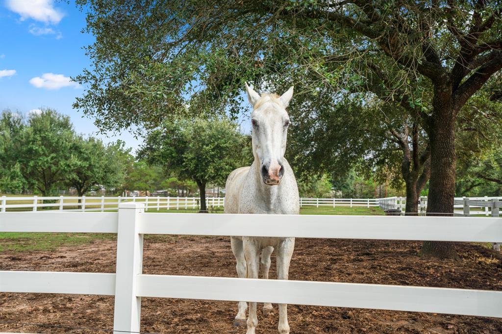 29539 Dobbin Huffsmith Road, Magnolia, Texas image 40