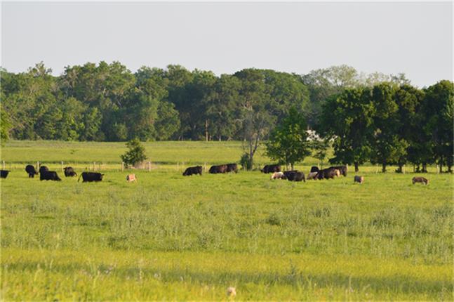 11568 County Road 419, Navasota, Texas image 1