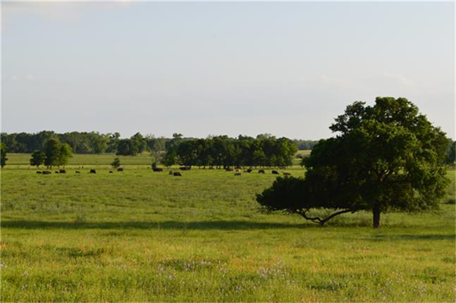 11568 County Road 419, Navasota, Texas image 22
